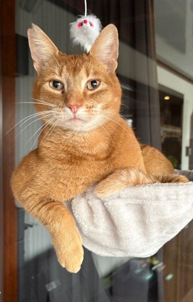 Vermist, Kat