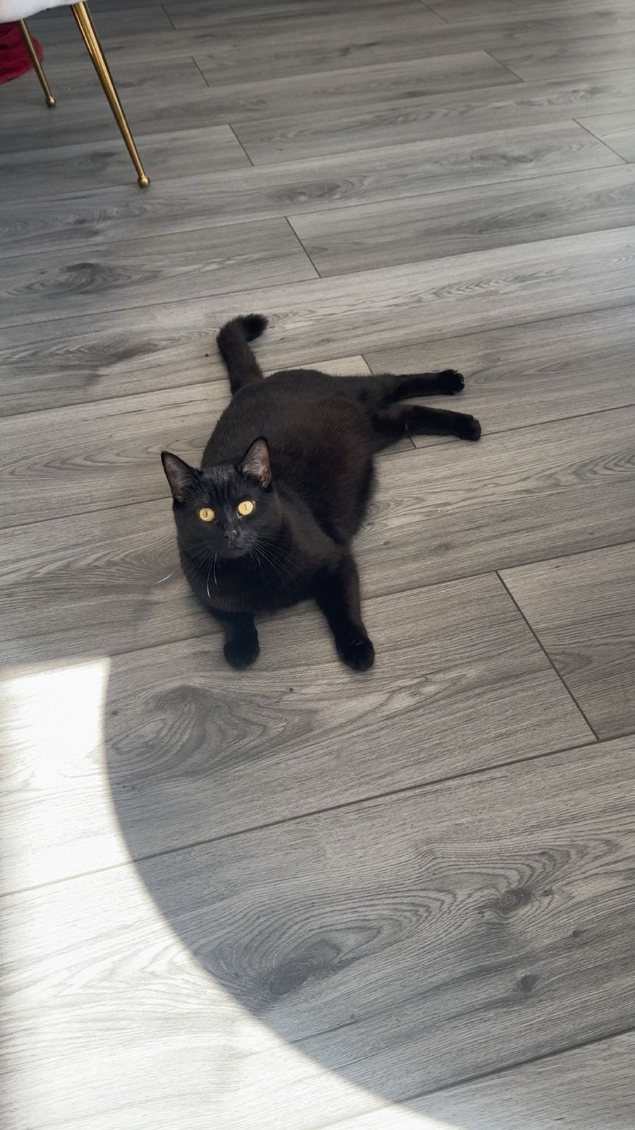 Lieve bombay poes ‍, Poes