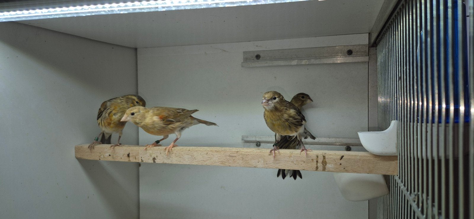 10 portugese (harlekijn) kanaries, Dieren en Toebehoren, Meerdere dieren, Kleurkanarie