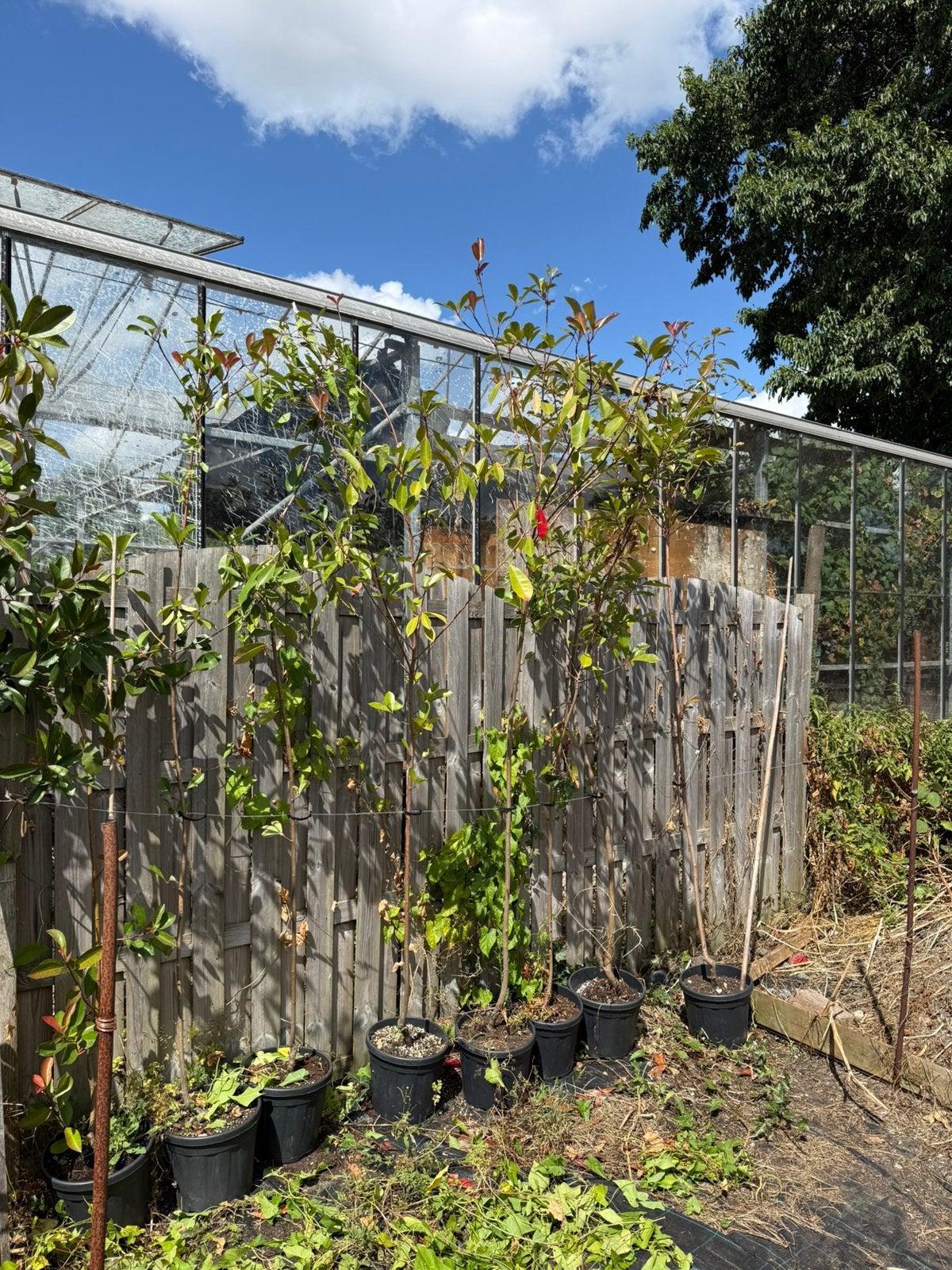 Extra aanbieding photunia red robin pst 19,50 potgekweekt, Tuin en Terras, Planten | Bomen, Overige soorten, Lente, 250 tot 400 cm