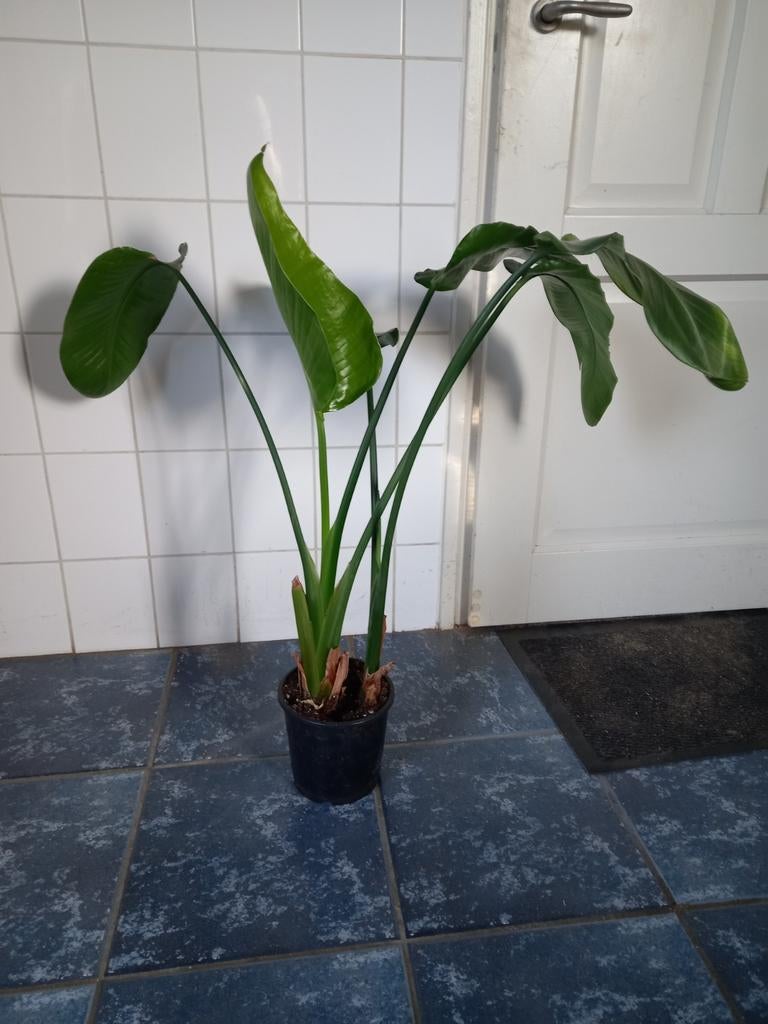 Strelitzia, Ophalen, Halfschaduw