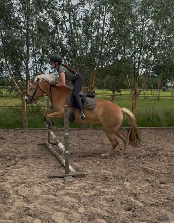 Sportieve haflinger, Merrie, 3 tot 6 jaar, Recreatiepony, D pony (1.37m tot 1.48m)