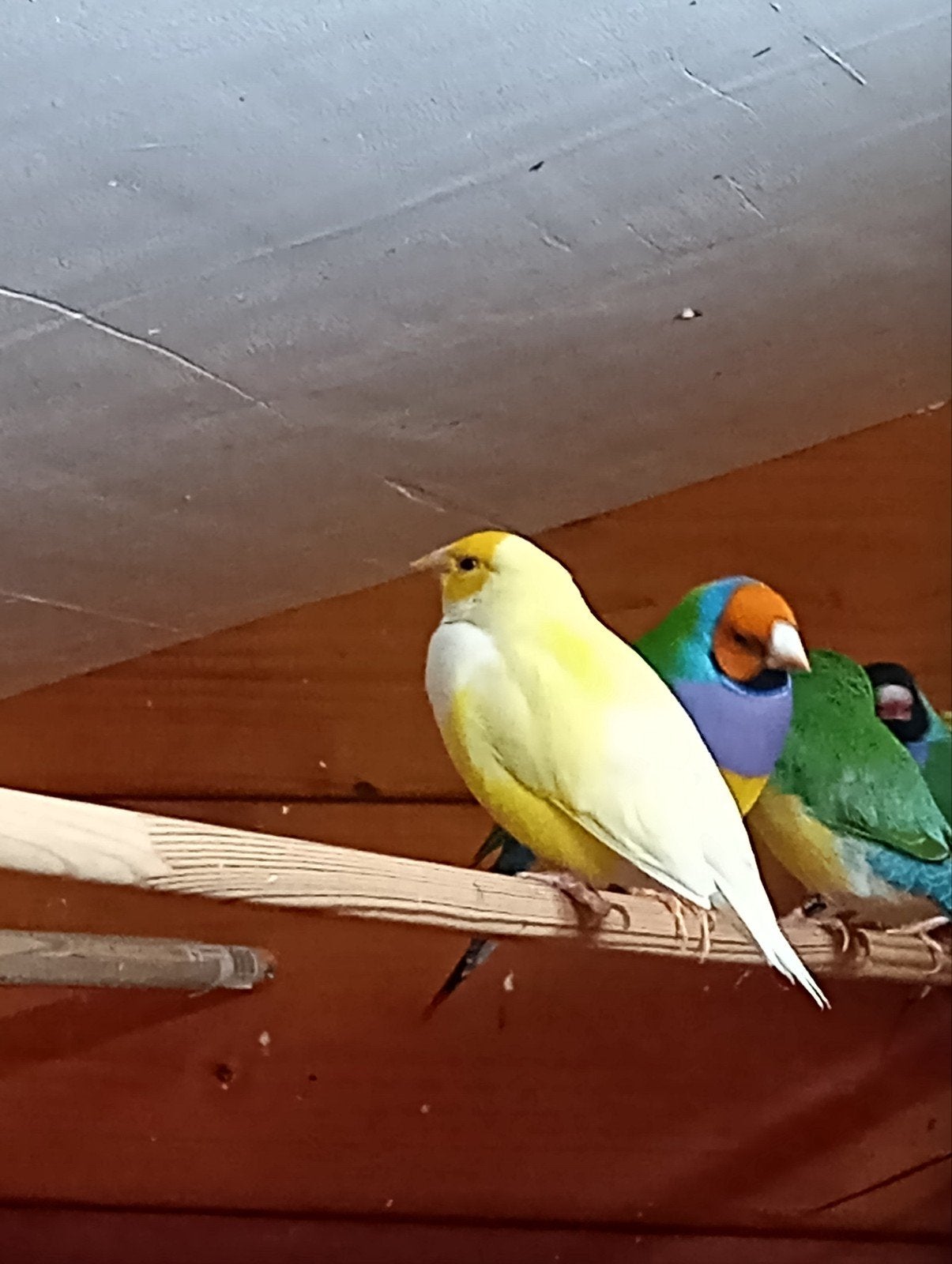 koppel gouldamadine, Dieren en Toebehoren, Meerdere dieren, Geringd