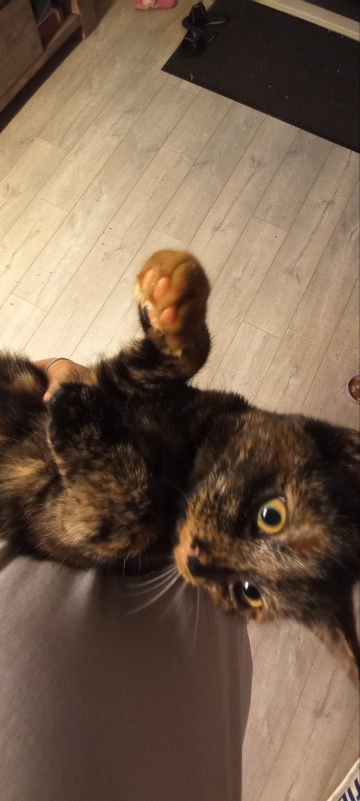 1 Zindelijke, lief en speelzame kitten!, Dieren en Toebehoren, Poes, Kortharig, 0 tot 2 jaar