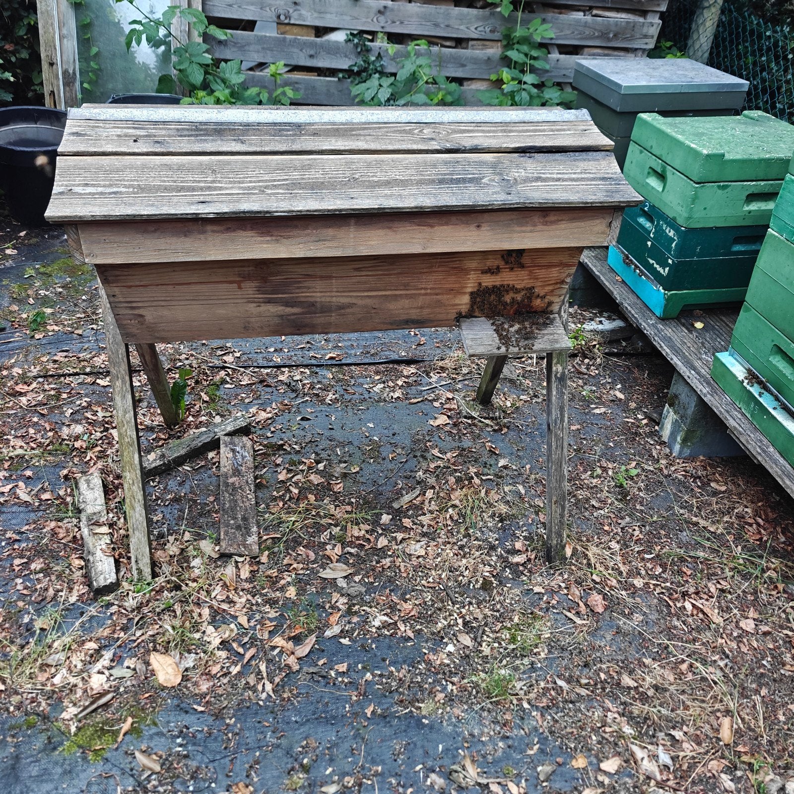 Top bar hive bijenkast inclusief groot bijenvolk., Dieren en Toebehoren, Bijen