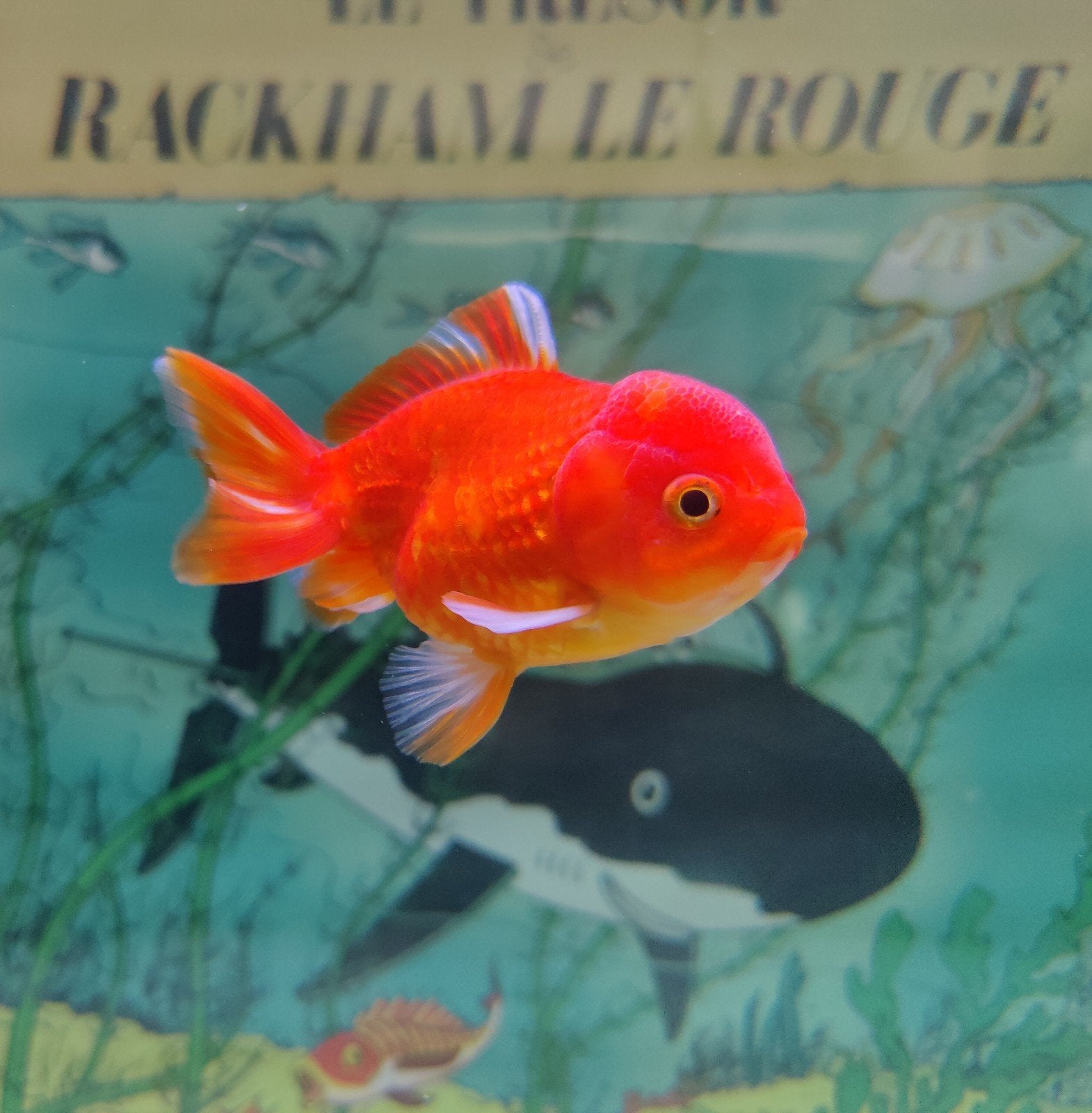 Fancy Goldfish Leeuwenkop shorttail 8 cm 3 jaar oud, Goudvis(sen)