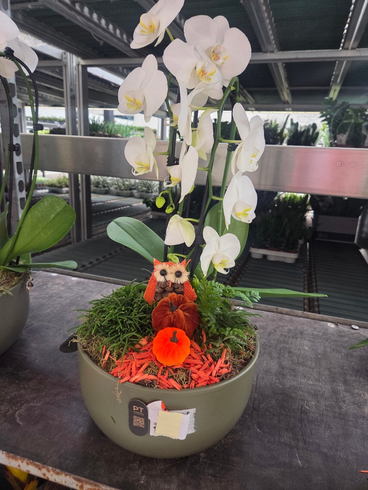 Witte Orchidee met Herfstdecoratie in Pot, Ophalen, Overige soorten, Halfschaduw, In pot
