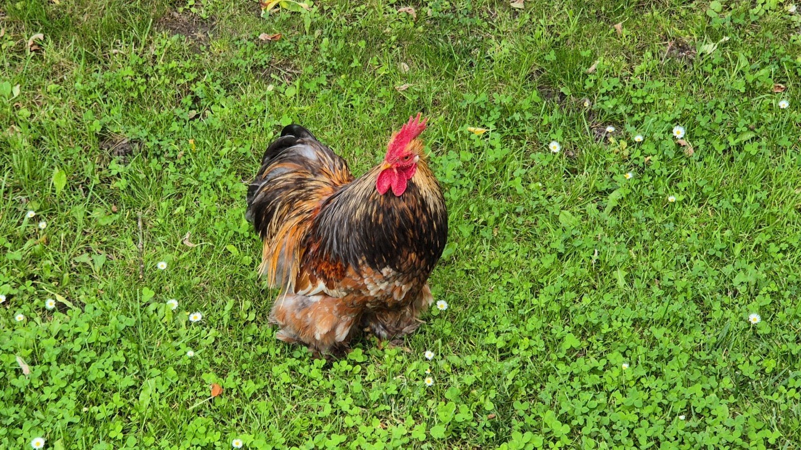 Cochin kriel haan, Dieren en Toebehoren, Pluimvee, Mannelijk, Kip