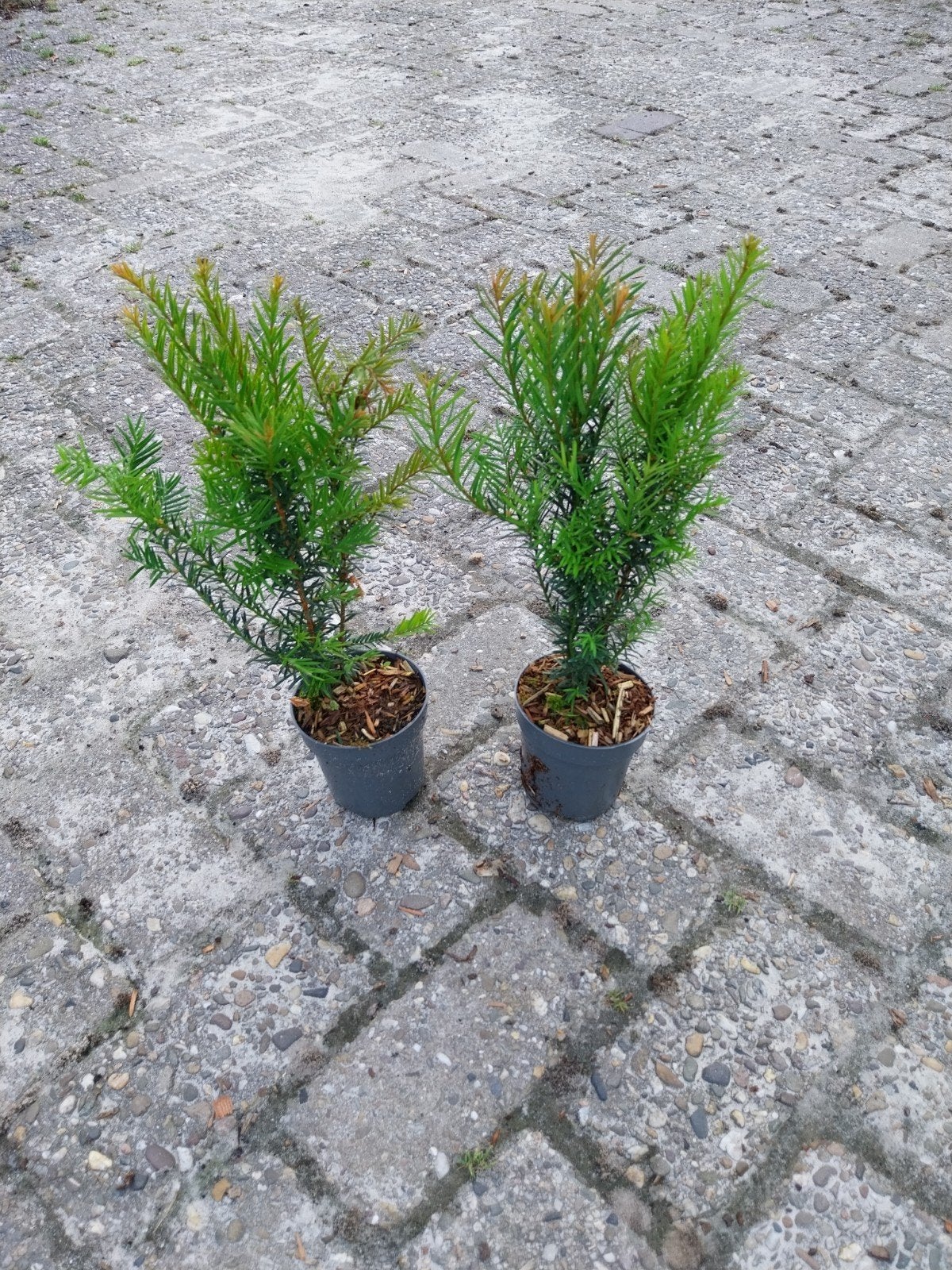Taxus Baccata - Venijnboom, Ophalen, Bloeit niet, Overige soorten, Volle zon