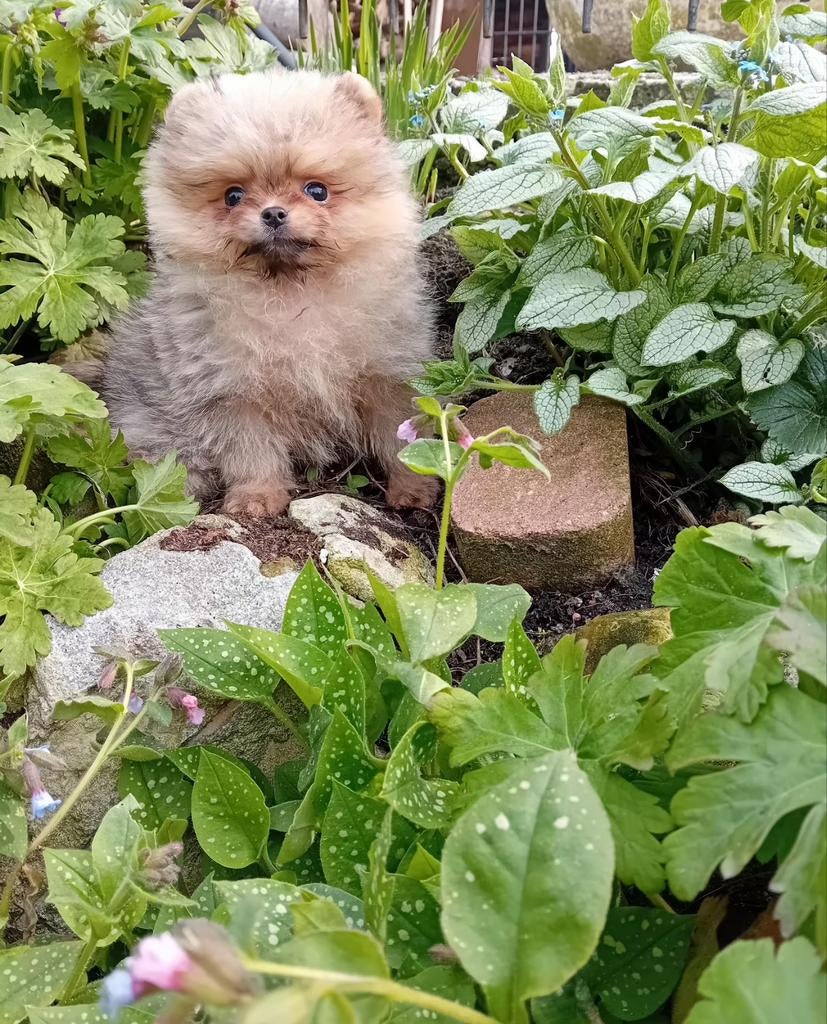 Prachtige Raszuivere Pomeriaan Pups, Particulier, 8 tot 15 weken, Buitenland, Meerdere