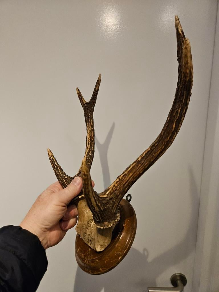 Vintage Herten Gewei op Houten Schild - Decoratief, Ophalen