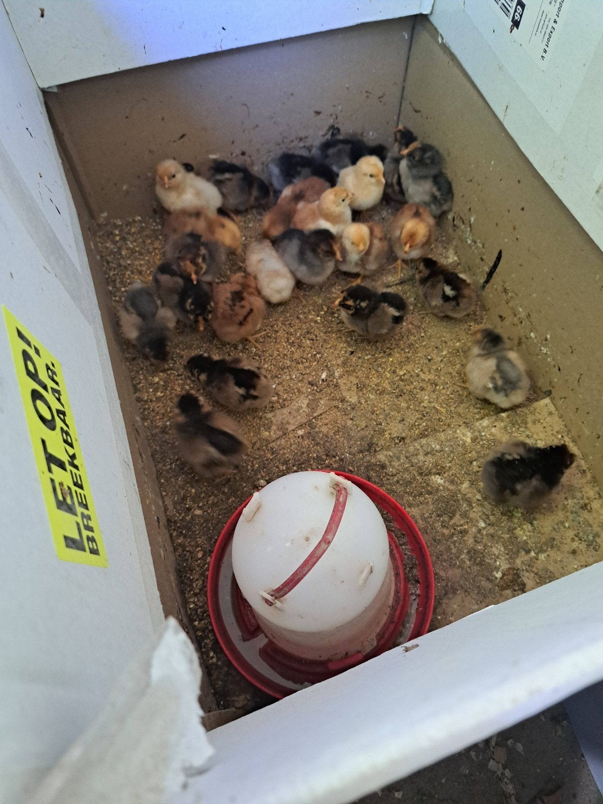 wyandotte krielkuikens, Dieren en Toebehoren, Pluimvee, Geslacht onbekend, Kip