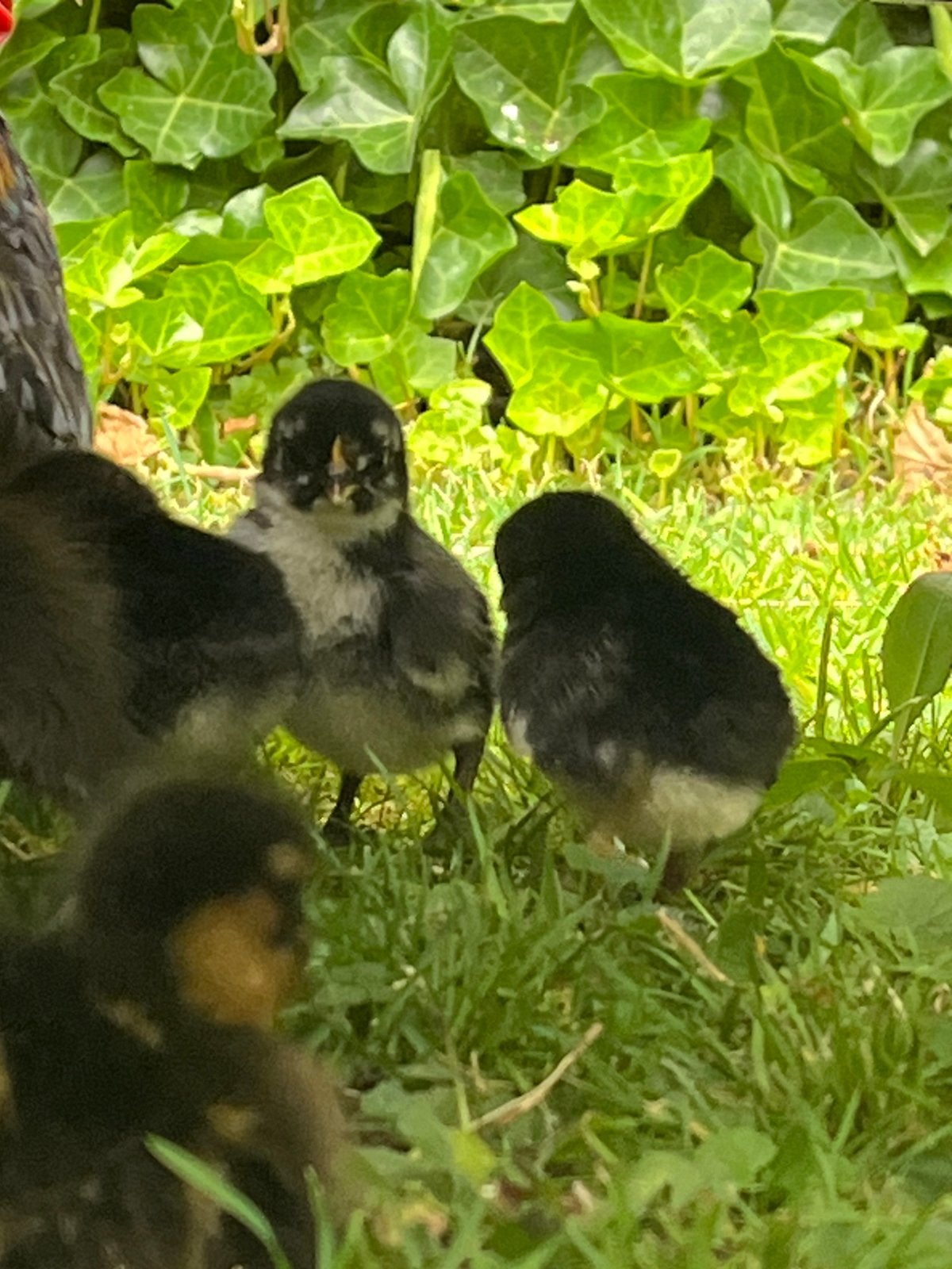 Nederlandse krielkippen hennetje/haantje, Dieren en Toebehoren, Pluimvee, Meerdere dieren, Kip