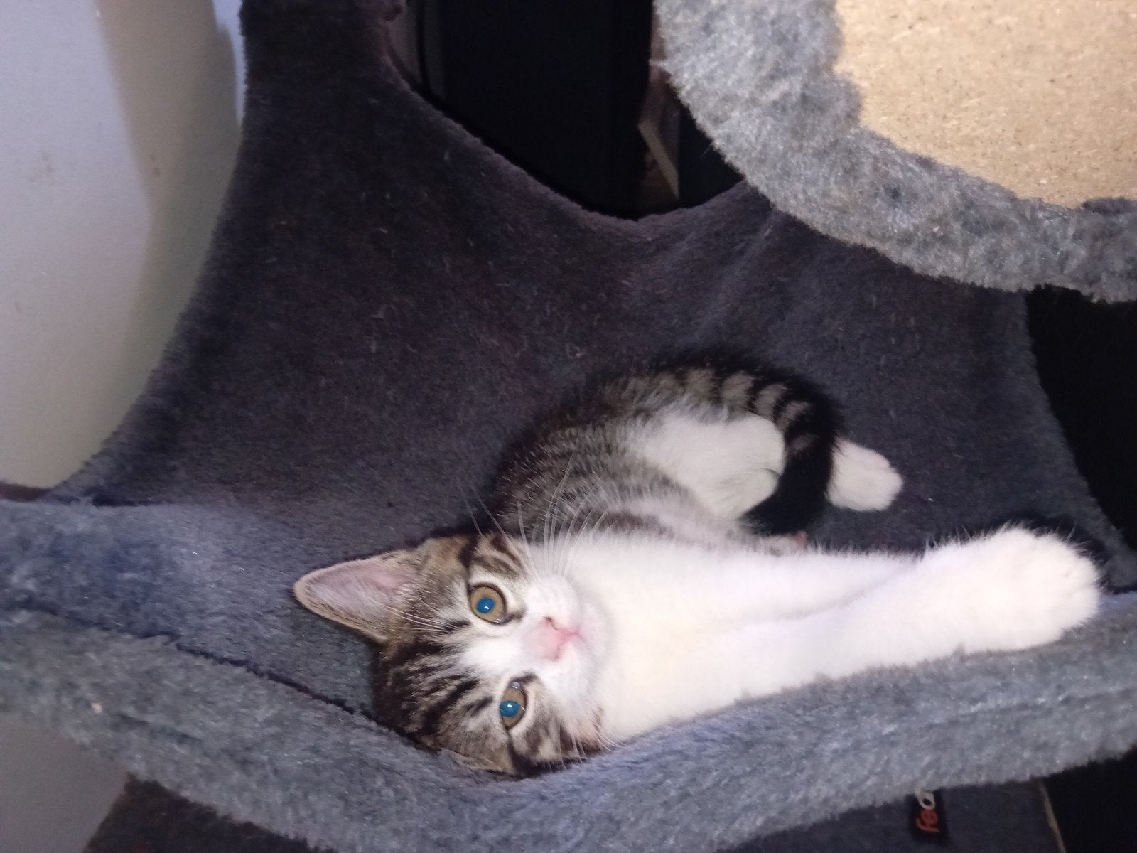 Kittens katertje en een poes, Meerdere dieren, Ingeënt