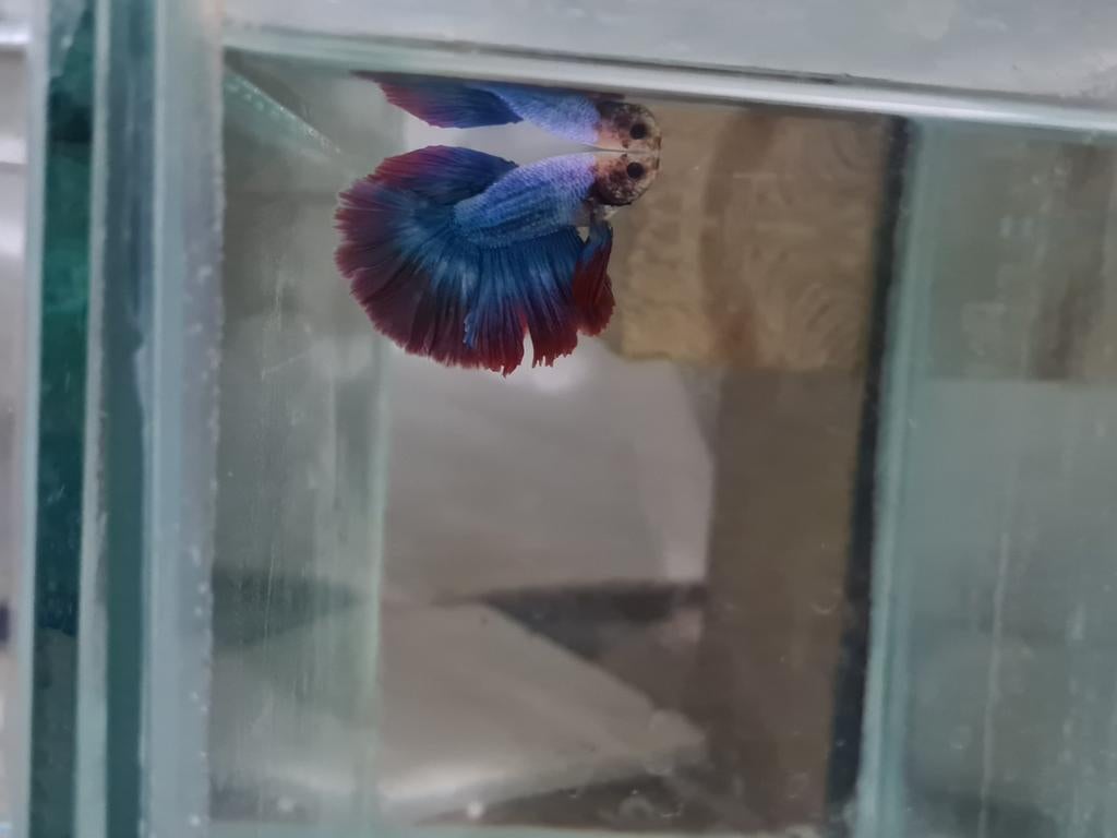 Betta splendens super delta kempvis man