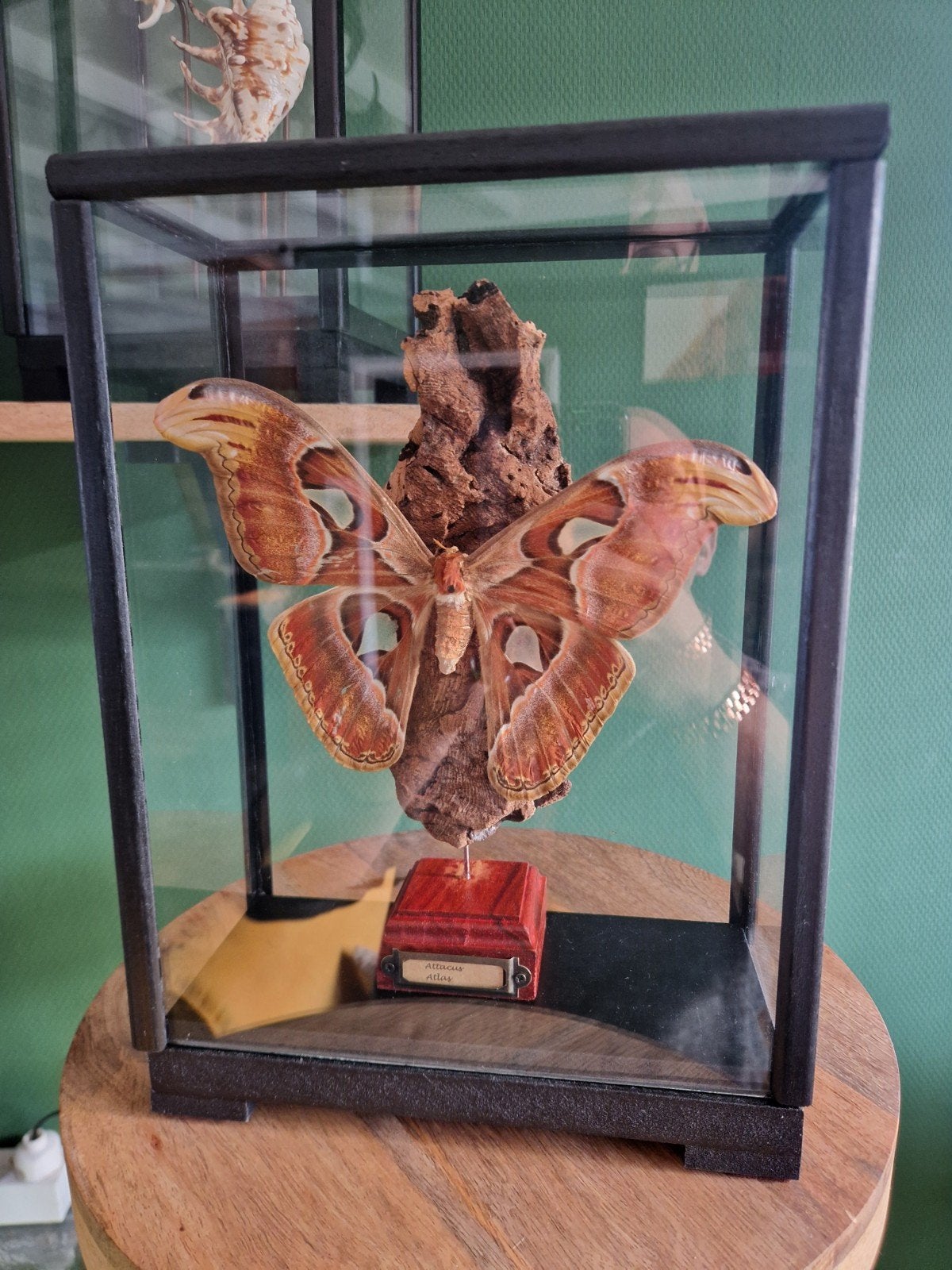 Attacus Atlas xxl vlinder in glazen vitrine, Ophalen, Nieuw