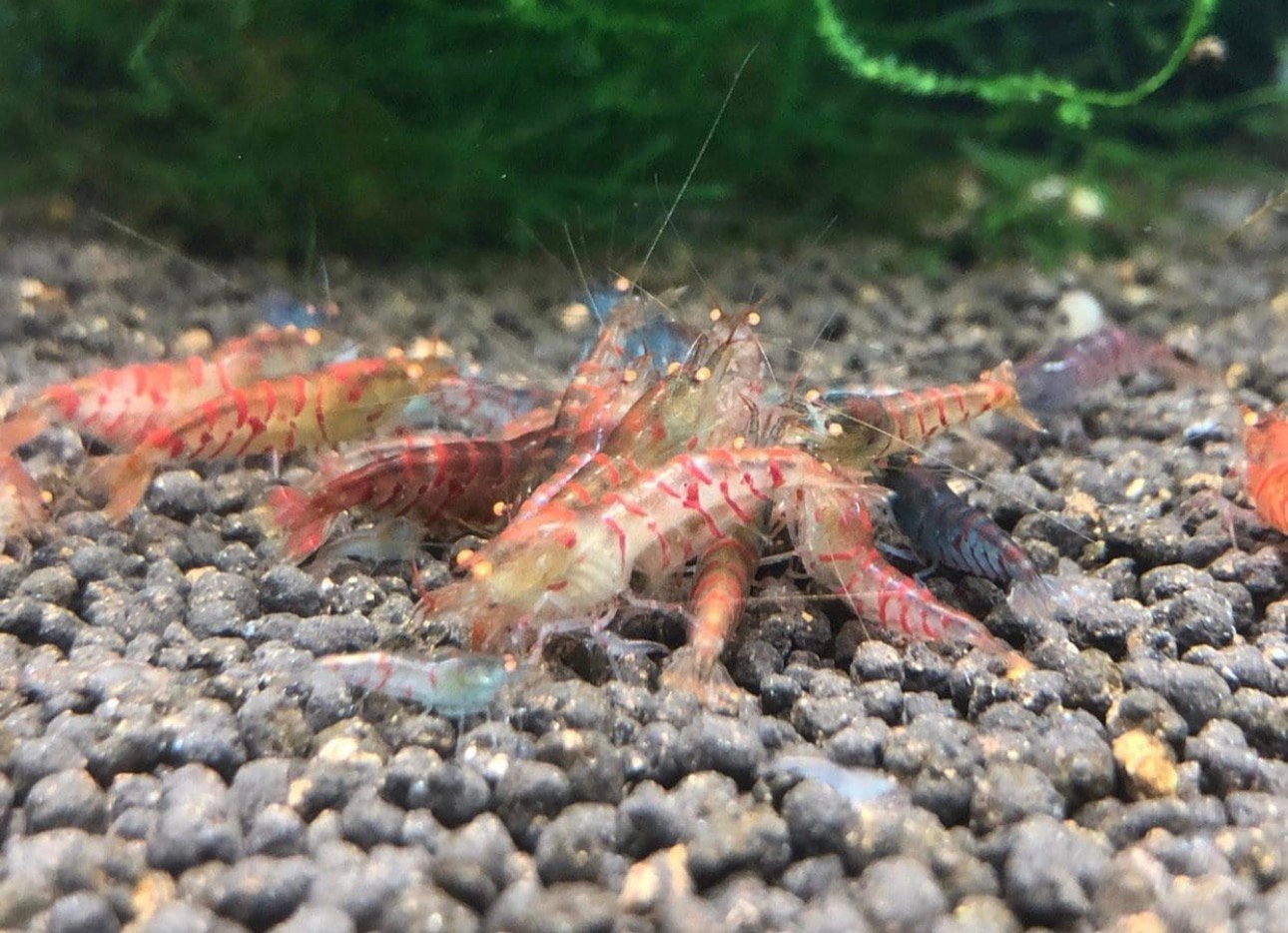 Rode Tijger Orange Eye | Caridina garnalen - garnaal, Kreeft, Krab of Garnaal, Zoetwatervis