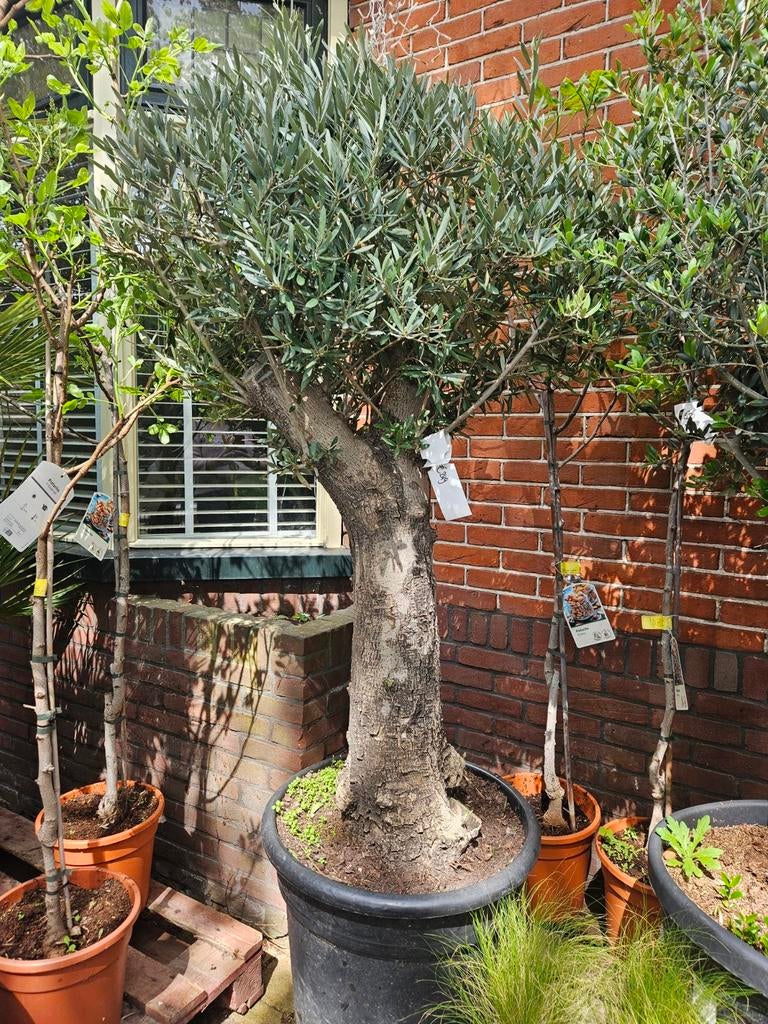 Olijfbomen diverse maten: gratis bezorgd in&om Hilversum, Tuin en Terras, Ophalen of Verzenden, Volle zon, Olijfboom, 100 tot 250 cm