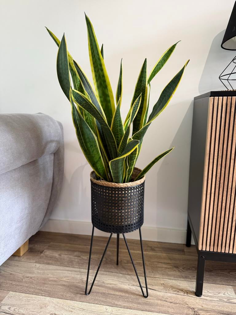 Sansevieria (Vrouwentong) in stijlvolle pot, Huis en Inrichting, Kamerplanten, Ophalen, 100 tot 150 cm, Overige soorten, Halfschaduw