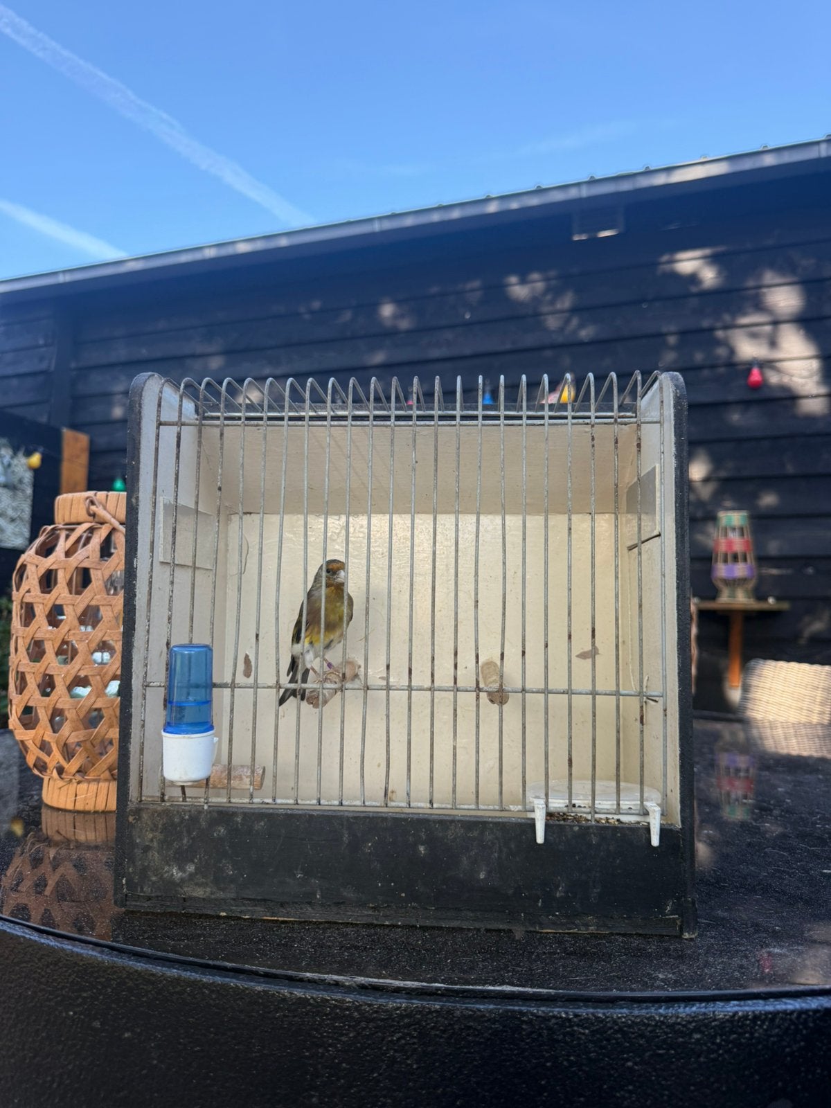 Bastaard putter, Dieren en Toebehoren, Mannelijk, Wildzangvogel