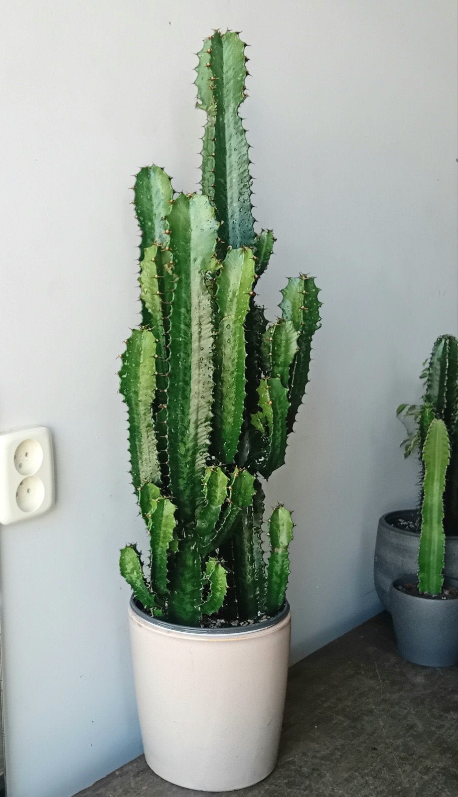 Cactus 80cm euphorbia     evt sierpot €5, Huis en Inrichting, Kamerplanten, Ophalen, Cactus, Volle zon, Minder dan 100 cm