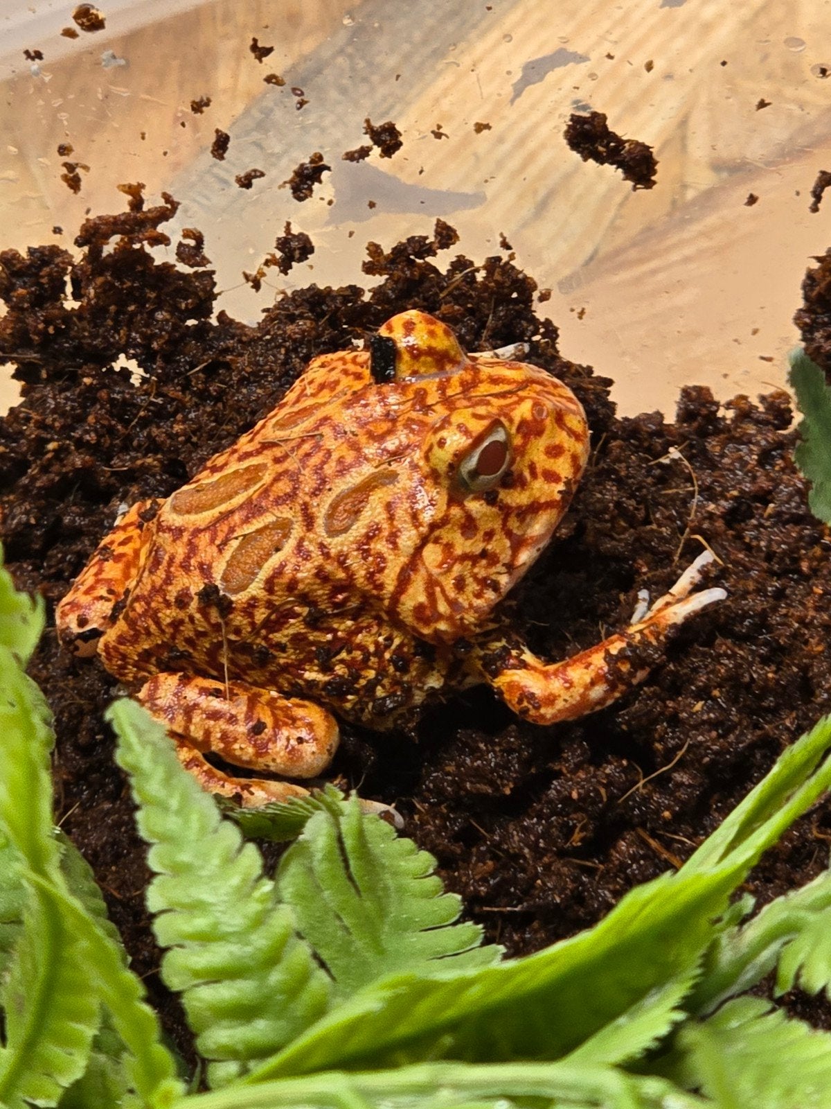 Prachtige hoornkikkers (Ceratophrys cranwelli) vele kleuren Frog photo 7