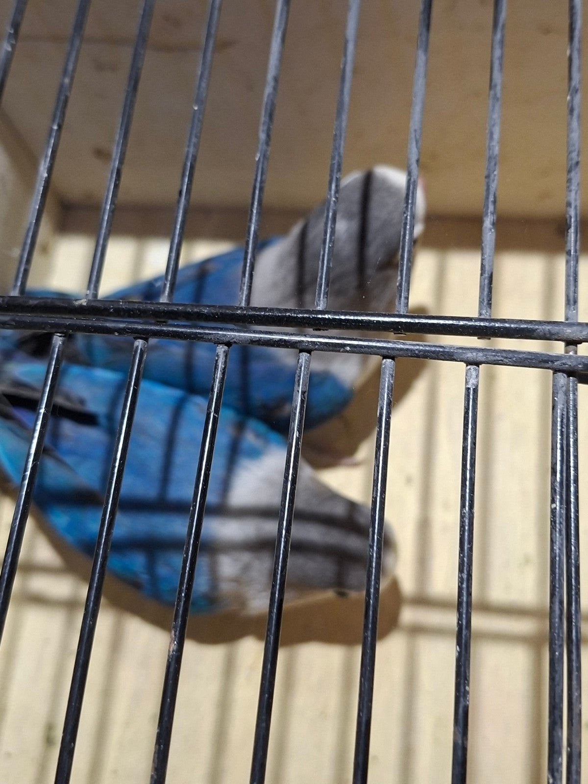 3 koppels argapornis fischerie, Dieren en Toebehoren, Meerdere dieren, Parkiet, Geringd