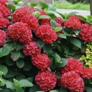 Eigenaar rode hortensia gezocht, Ophalen, Halfschaduw