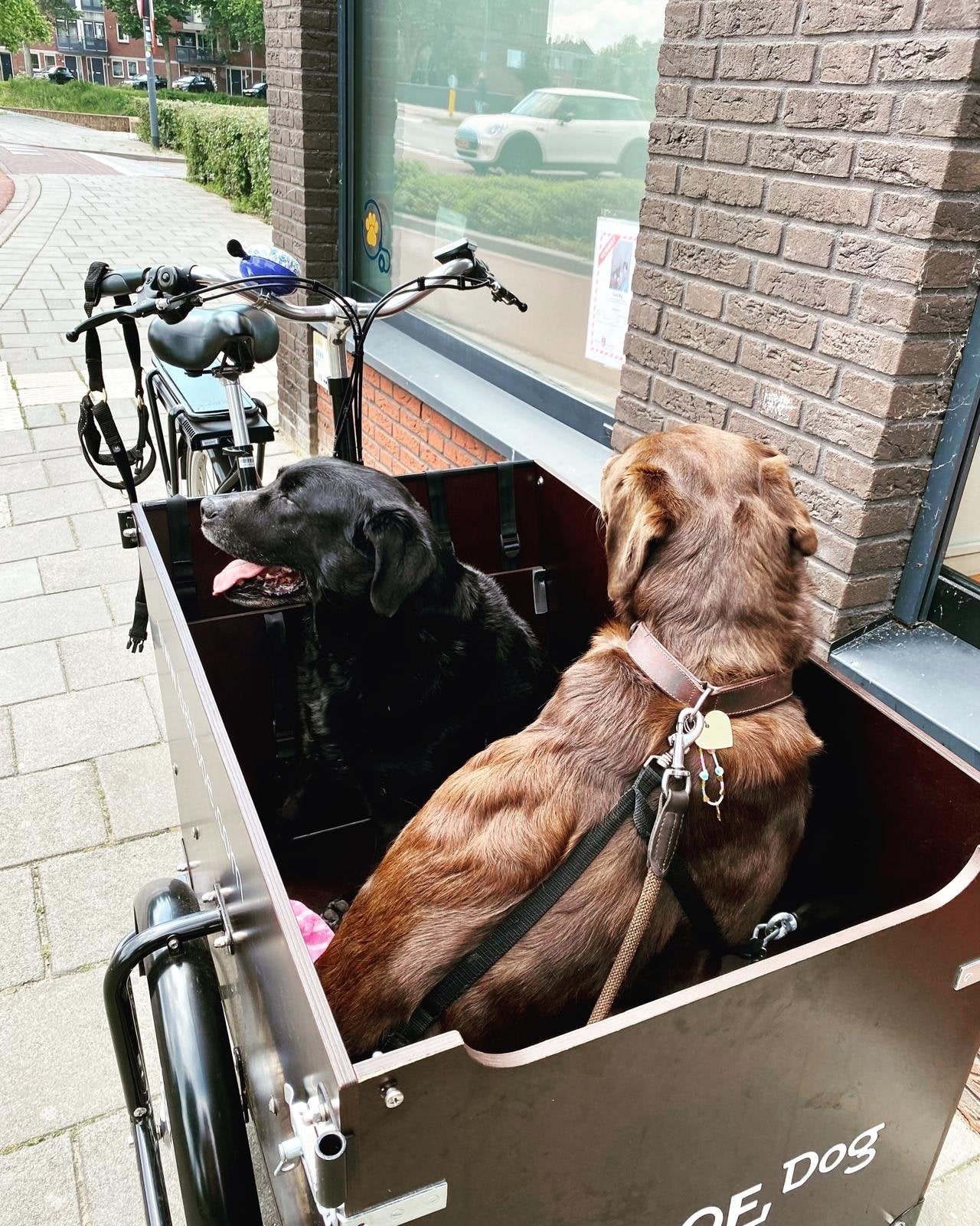 Babboe Dog E bakfiets  met regenhoes, Overige merken, Gebruikt, Ophalen of Verzenden, Huif