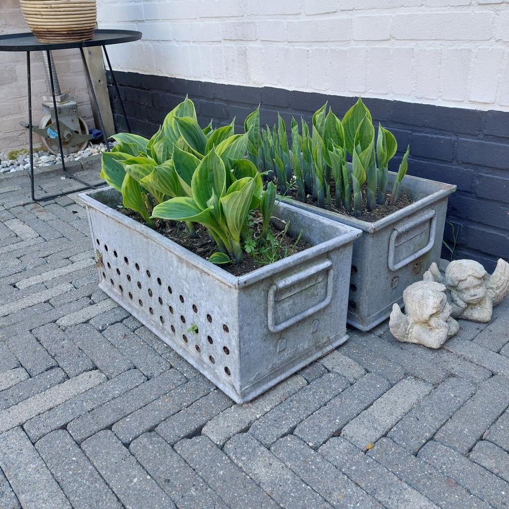 Set van 2 vintage zinken bakken(paling/mossel) hostas, Ophalen, Gebruikt, Minder dan 30 cm, Metaal