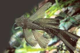 Ancistrus spec longfin - Koidream Valburg, Vis, Zoetwatervis