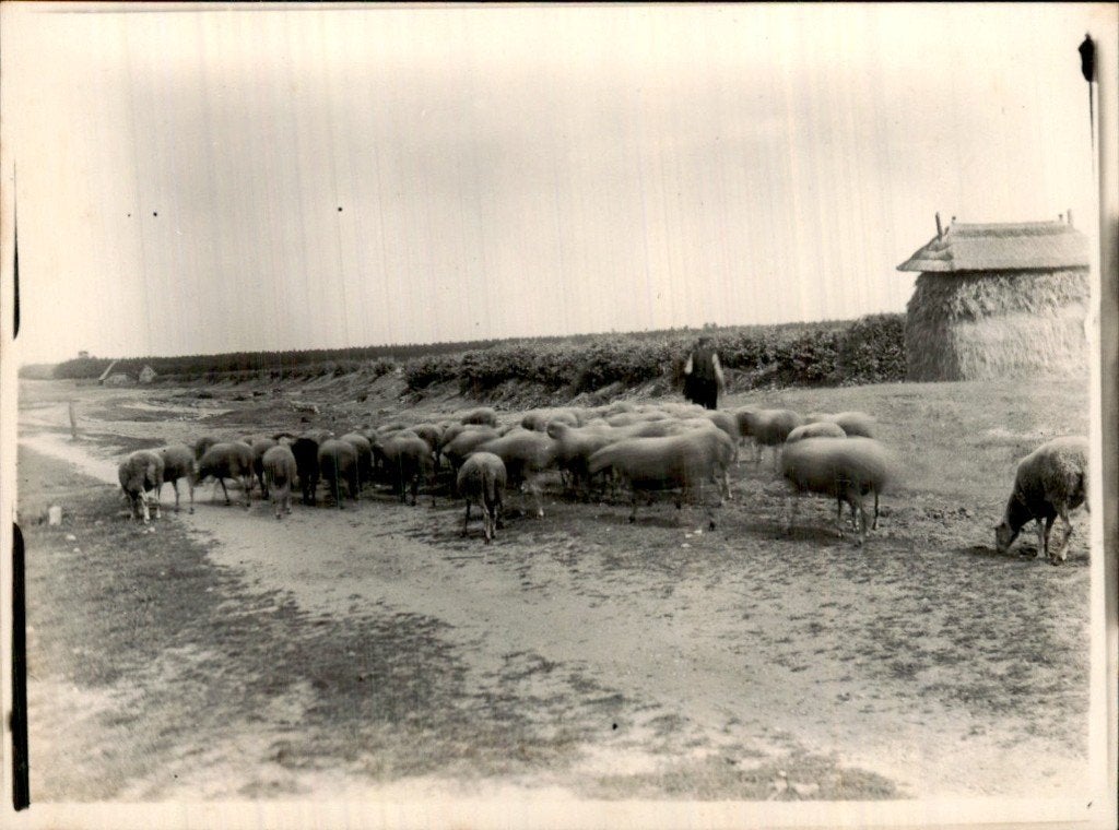 Schapen - Bij hooiberg, Ophalen of Verzenden, 1920 tot 1940, Ongelopen, Noord-Brabant