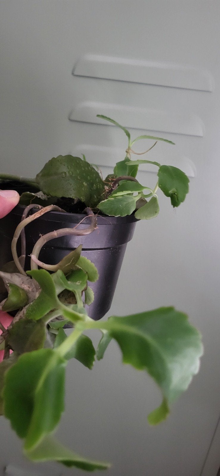 Kalanchoe daigremontiana (Moeder van Duizenden), Huis en Inrichting, Kamerplanten, Ophalen, Vetplant, In pot, Minder dan 100 cm