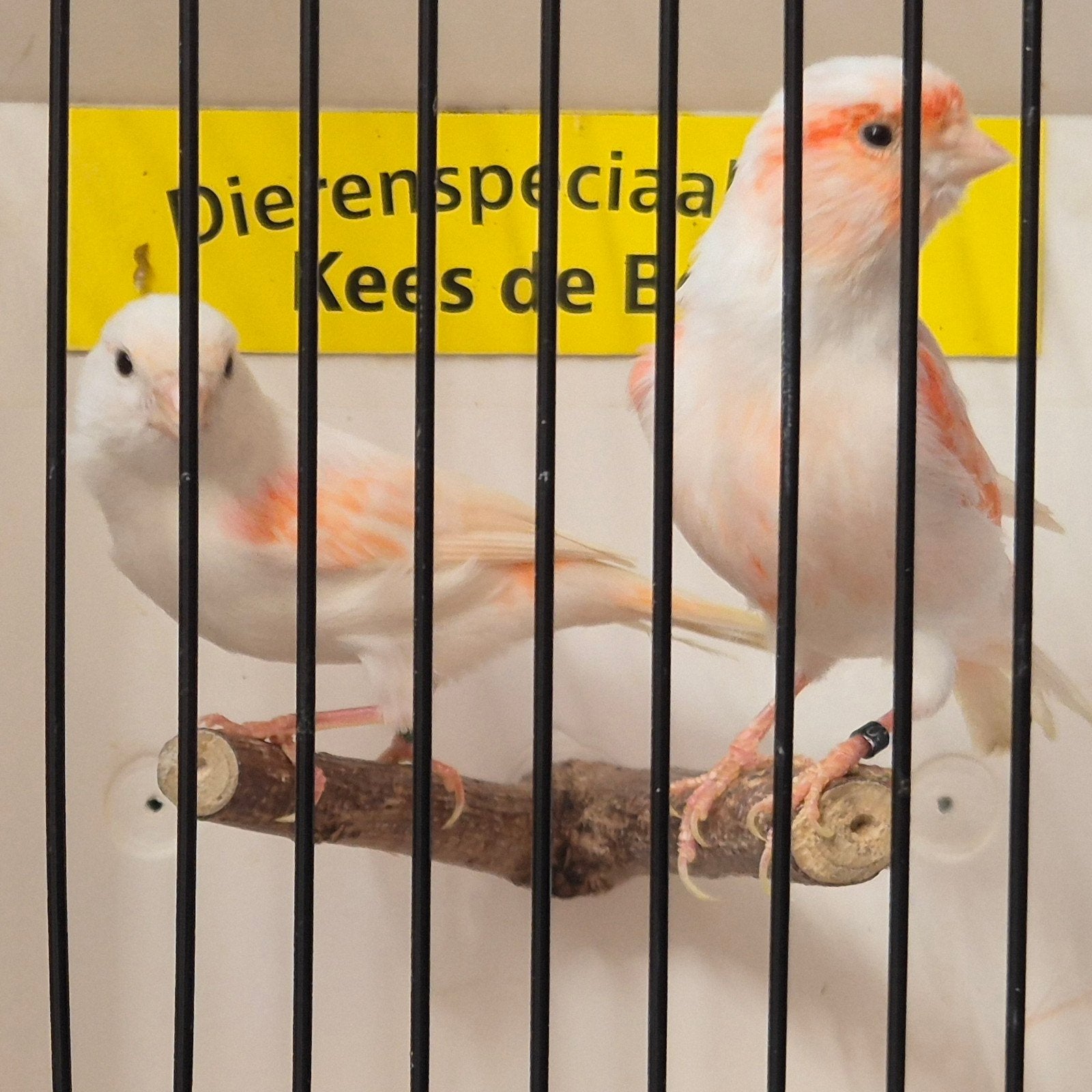 rood mozaïek kanaries, Dieren en Toebehoren