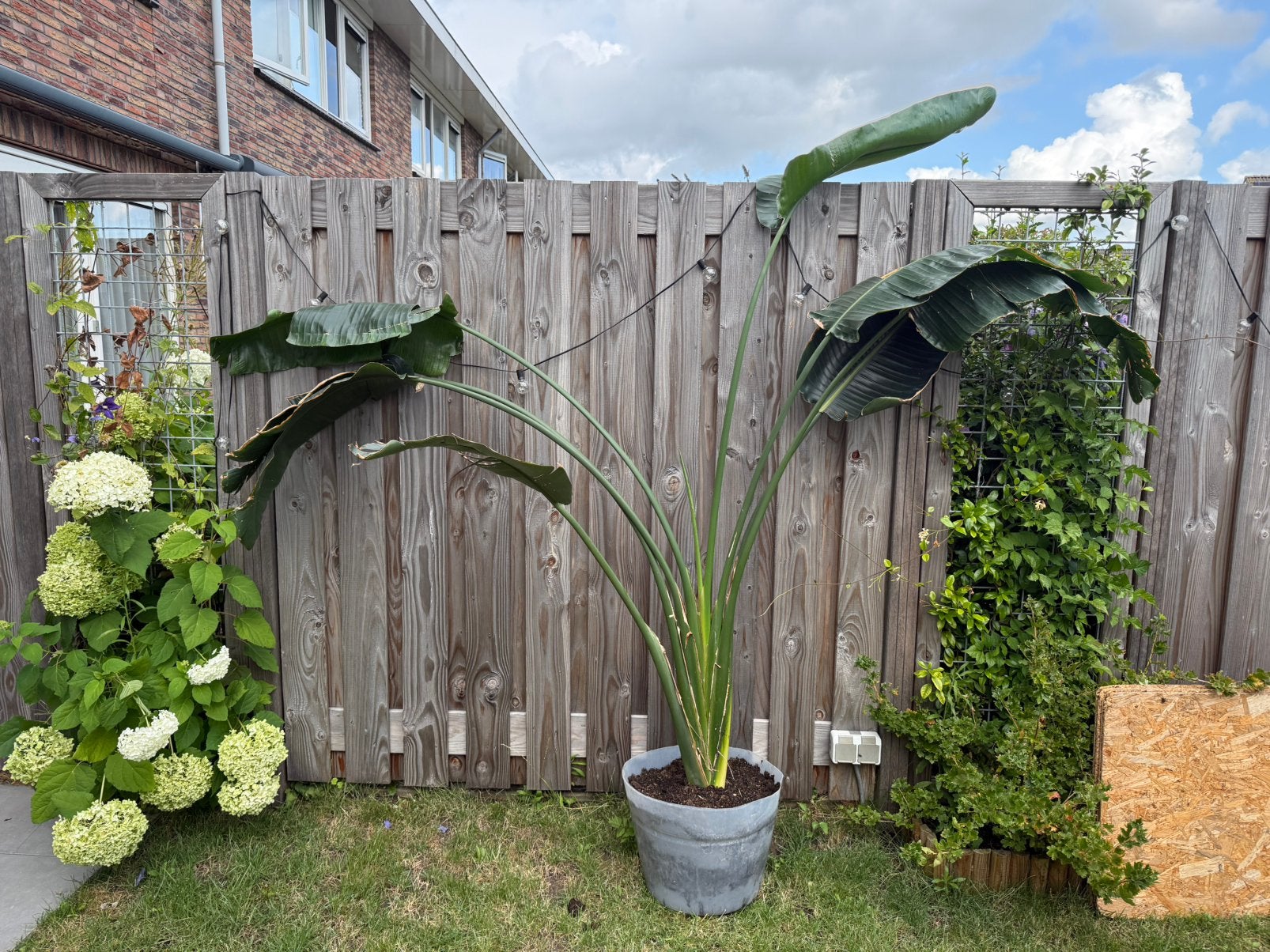 Strelitzia nicolai (paradijsvogelplant), Ophalen, Halfschaduw