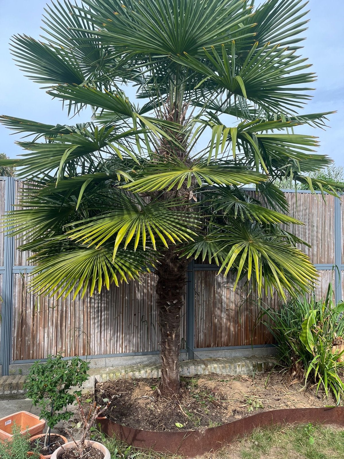 Grote Trachycarpus Fortunei Palmboom - Winterhard, Tuin en Terras, Volle zon, Vaste plant, Bloeit niet, Ophalen