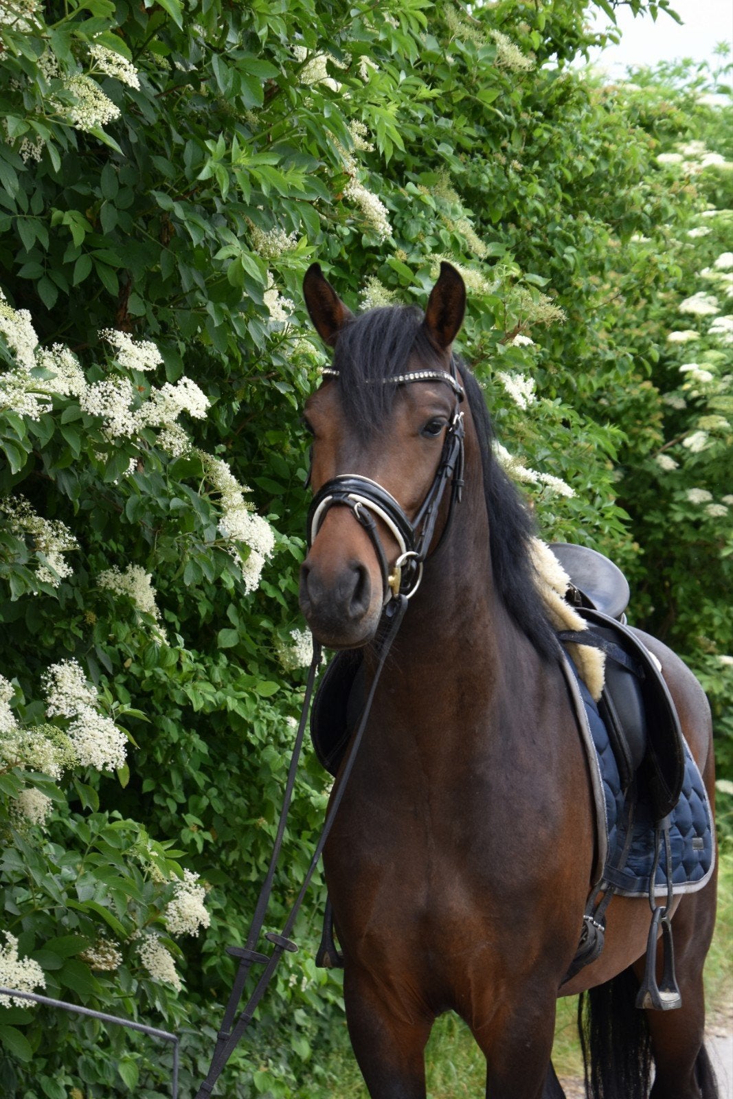 Leuke D en E pony, Dieren en Toebehoren, Pony's, Met stamboom, Ruin, 3 tot 6 jaar, L