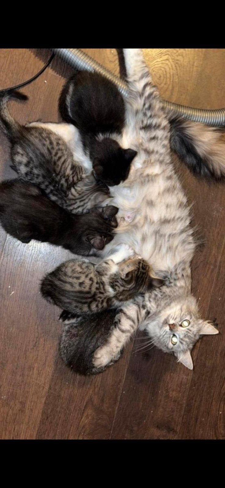 nu nog  1 schattig Halfras kitten, gechipt met paspoortje, Meerdere dieren, Kortharig, 0 tot 2 jaar