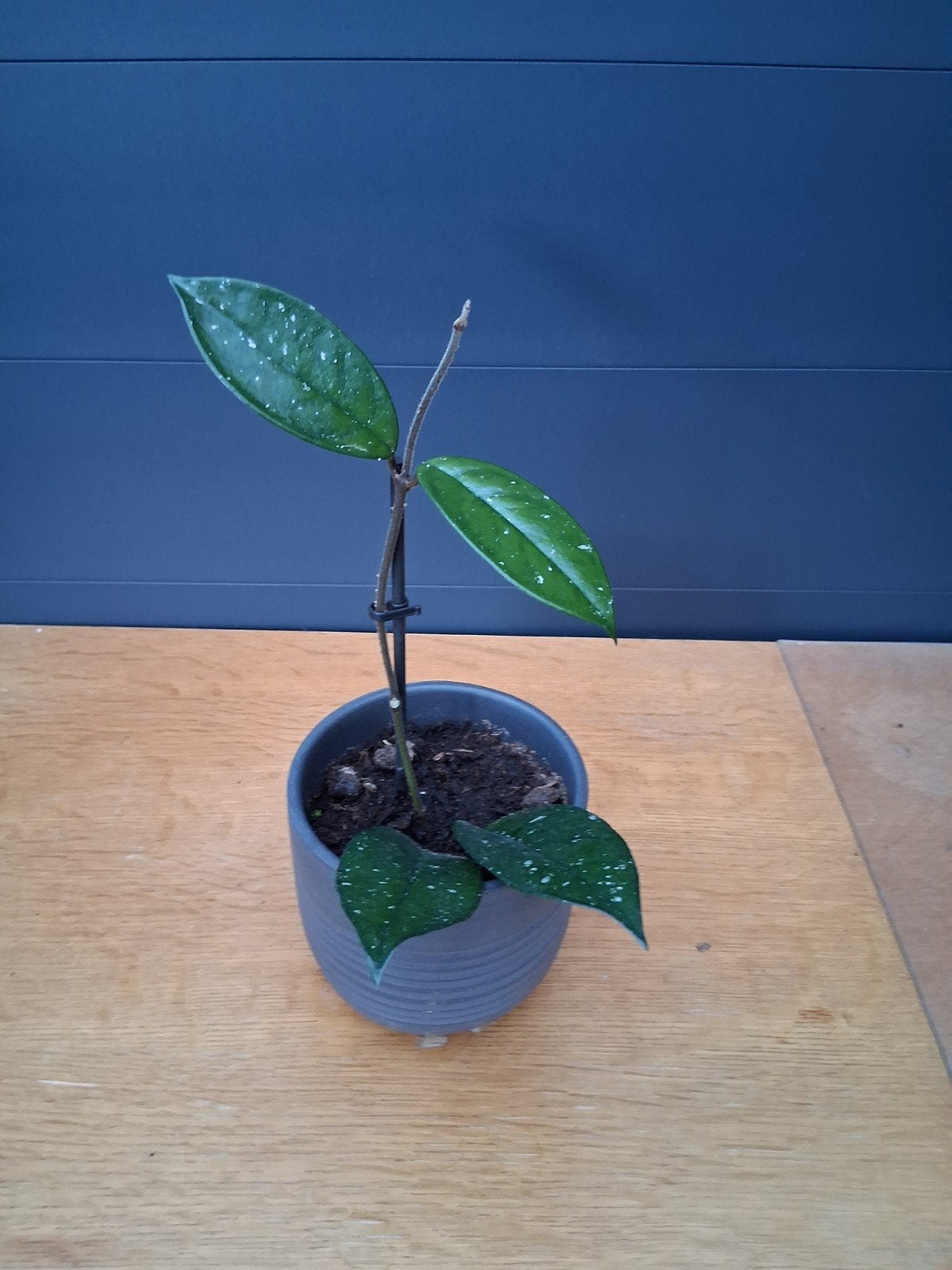 Hoya carnosa - Prachtige Hoya met unieke bladeren, Huis en Inrichting, Ophalen, Halfschaduw, Minder dan 100 cm