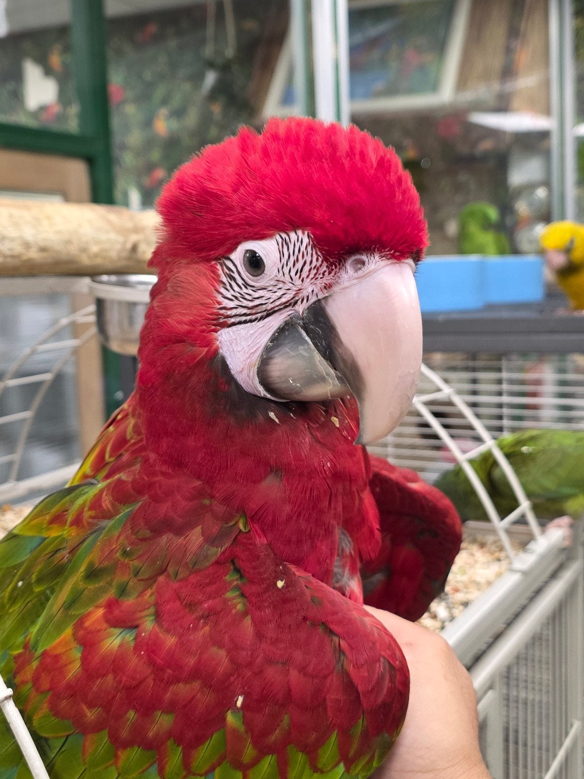 Jonge groenvleugel ara's, Meerdere dieren, Papegaai, Pratend