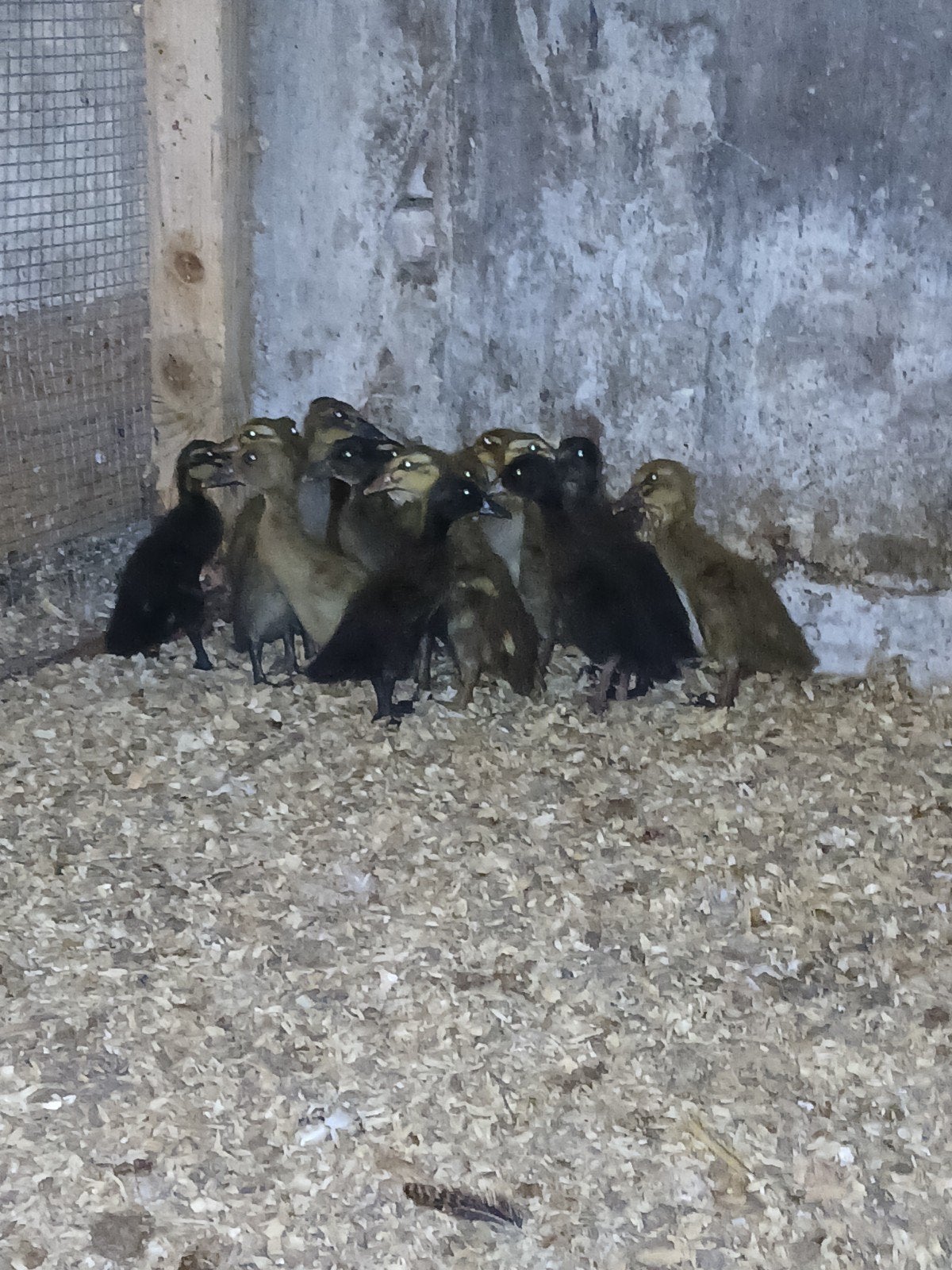 Jonge loop eenden 1.5 week oud., Dieren en Toebehoren, Pluimvee, Geslacht onbekend, Eend