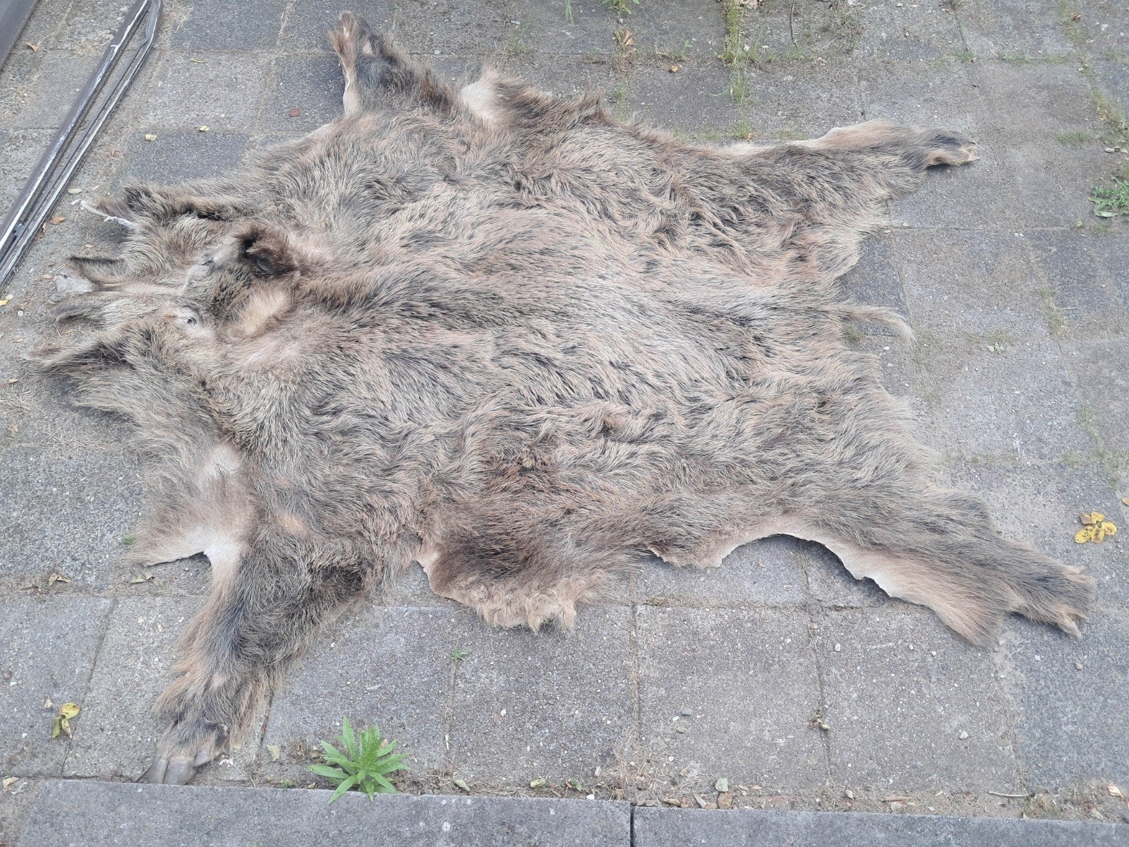 Groot oud zwijnenvacht 200x170 cm, Ophalen, Gebruikt, Wild dier, Overige typen