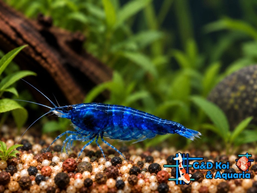 Garnalen eigen import dus vol op kleur, Dieren en Toebehoren, Vis, Zoetwatervis