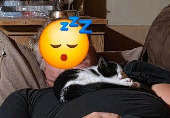 Zeer lieve en mensgerichte Noorse Boskat X kittens poesjes, Poes, Kortharig, 0 tot 2 jaar