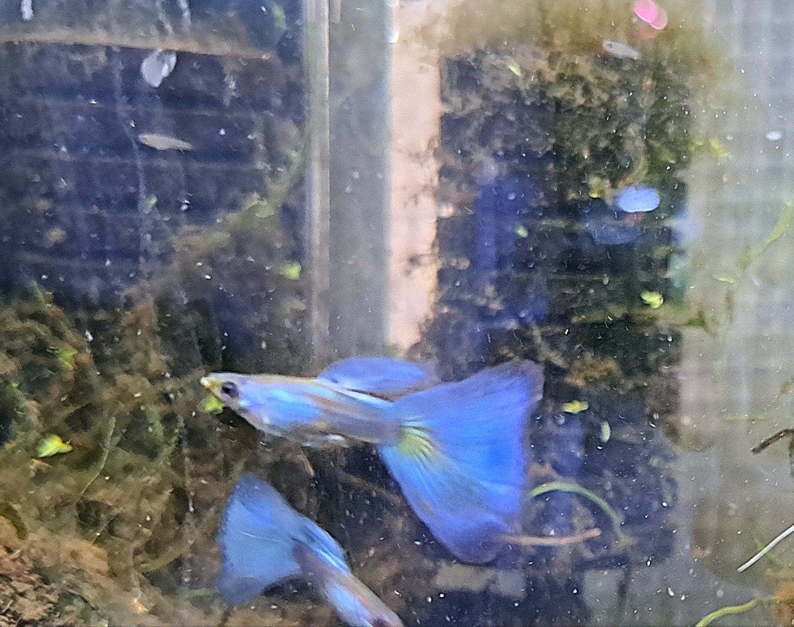 schitterende signa blue guppen te koop, verzenden mogelijk, Vis, Zoetwatervis, Schoolvis