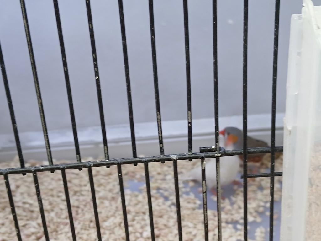 Zeebravinken, Dieren en Toebehoren, Vogels | Overige Vogels, Meerdere dieren
