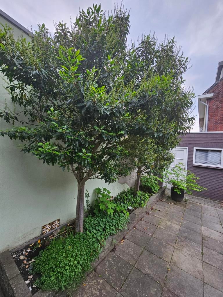 Twee prachtige boompjes Angustifola gratis, Ophalen, Halfschaduw, 250 tot 400 cm