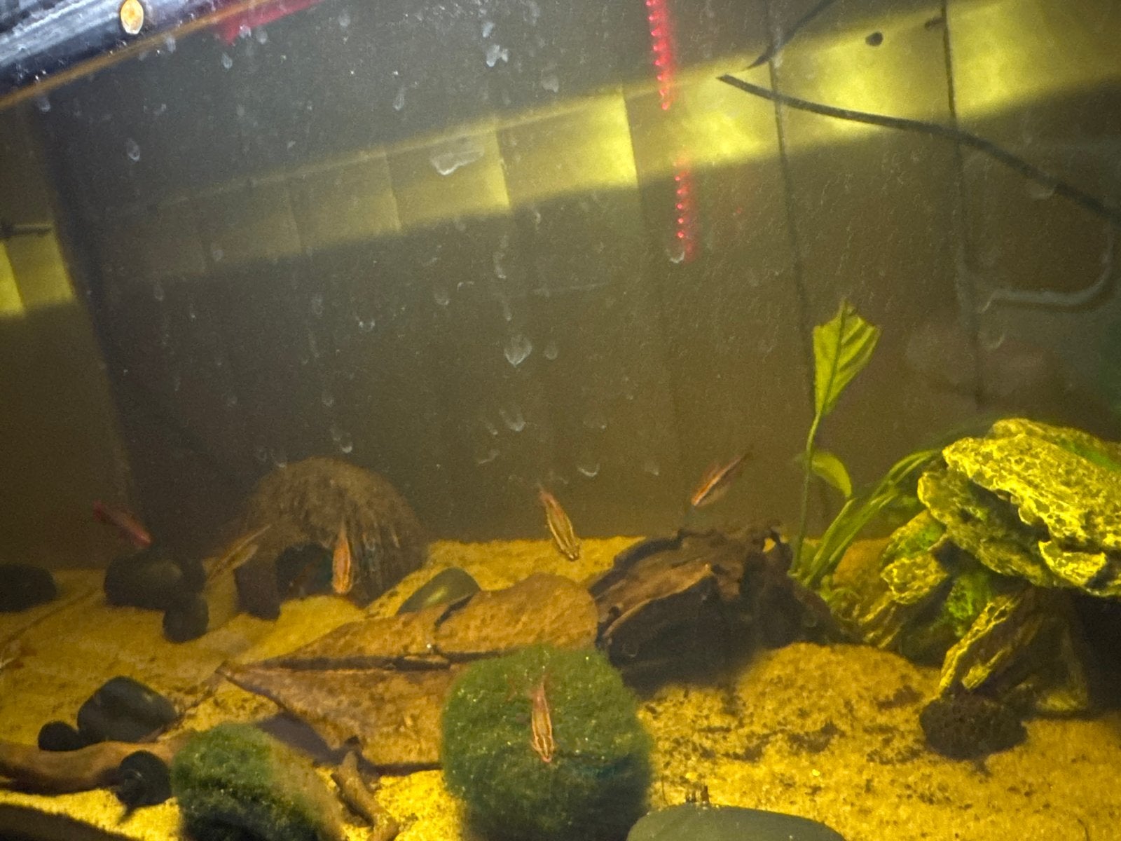 9 Stuks Cherry barbs& aquarium 60 liter, Vis, Zoetwatervis, Schoolvis