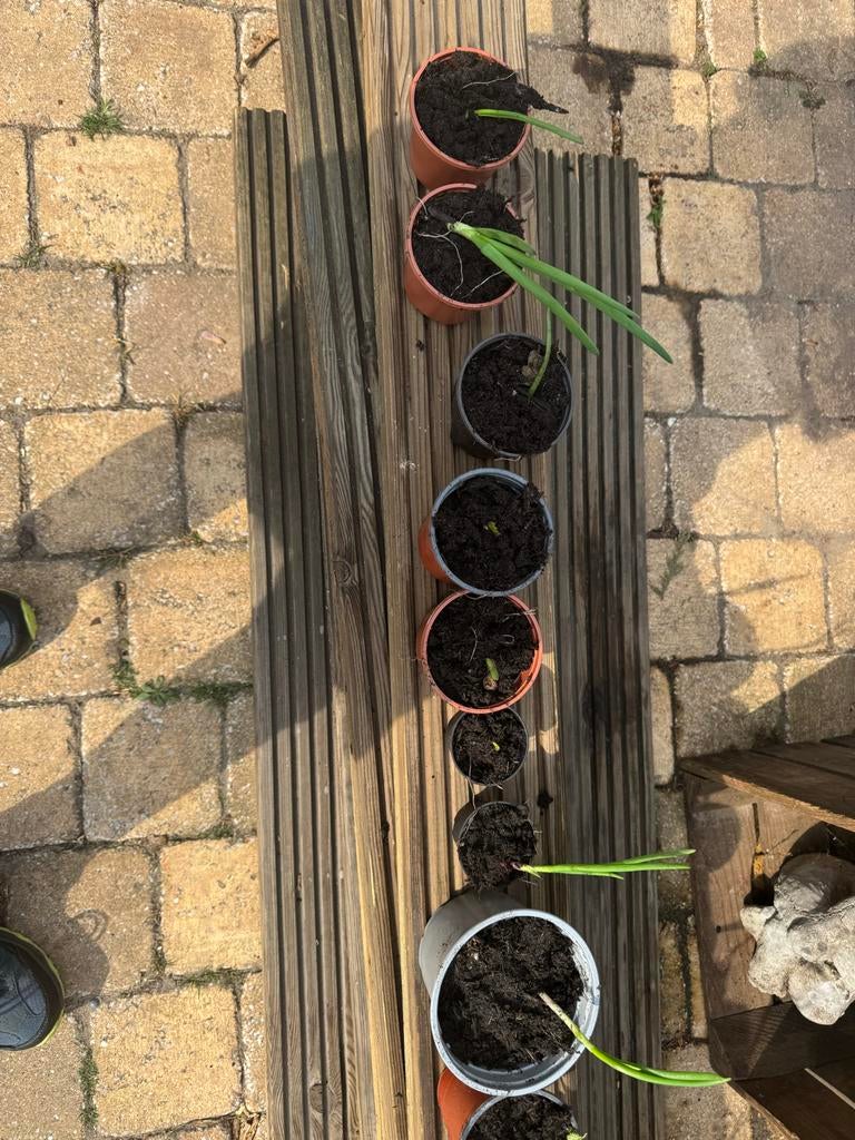 Verse Rode Ui en Sla Plantjes voor uw Tuin, Tuin en Terras, Planten | Tuinplanten, Ophalen, Volle zon, Groenteplanten, Eenjarig