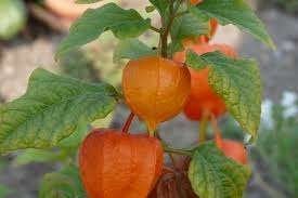 Physalis alkekengi (Lampionplant), Tuin en Terras, Overige soorten, Vaste plant, Ophalen of Verzenden, Halfschaduw